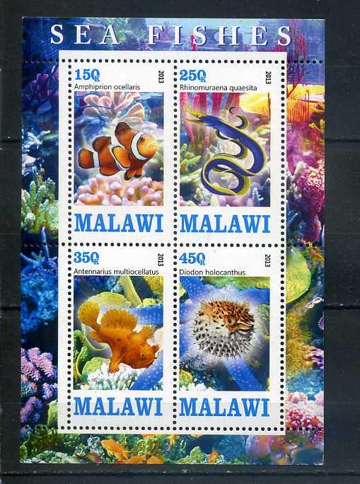Малави Морская фауна 2013