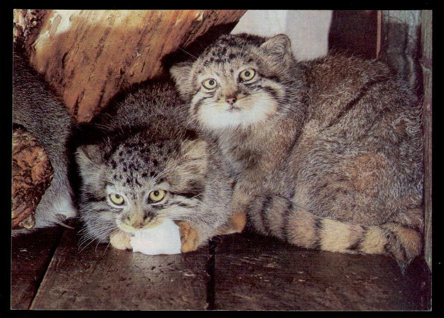 1988 МАНУЛ  кошка кот  фауна животные дикие