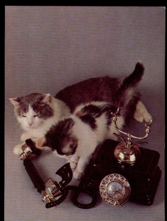 1989 НЕ ДОЗВОНИЛИСЬ кошка кот телефон фауна животные