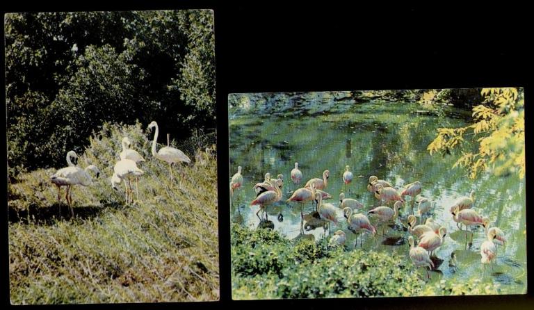 Польша Варшава ЗООПАРК ФЛАМИНГО птицы фауна-2 открытки