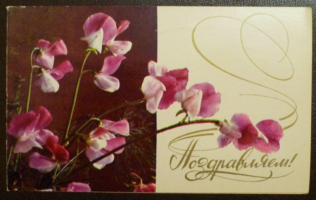 Фото Бушкина Художник Воронин Поздравляем Флора Цветы 1981 год Двойная ...