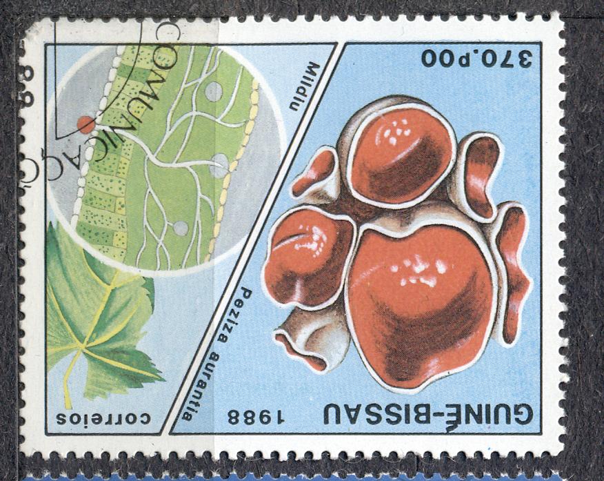 Гвинея Биссау 1988 г.. Грибы гашеная