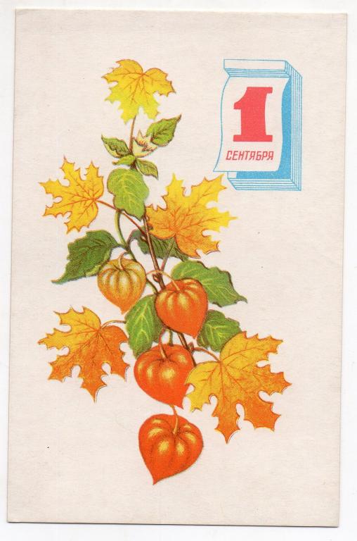 Открытка.1 сентября. Художник А. Соколова. 1971 г. СССР. Чистая. Флора. Школа.