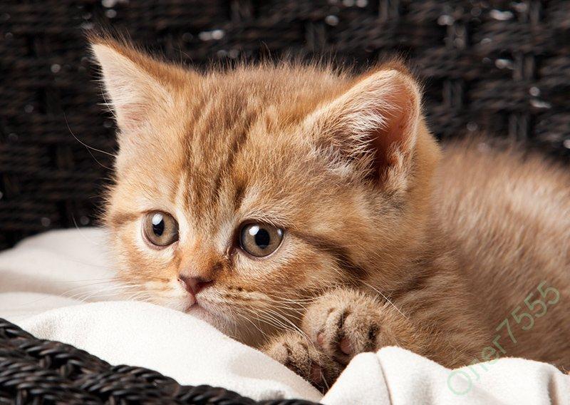 ОТКРЫТКА ПОЧТОВАЯ КАРТОЧКА КОТЁНОК В КОРЗИНКЕ 2013 ГОД ИДЕАЛЬНОЕ СОСТОЯНИЕ 