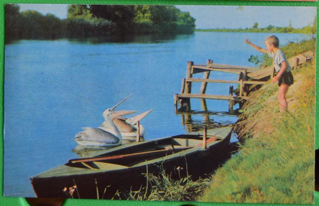 Открытка Астрахань - Дельта Волги заповедник 1970
