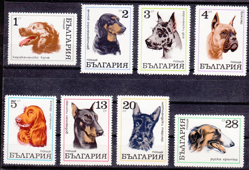 Марки.  Болгария.  1970.  Собаки.  Животные.  Фауна.  Серия.