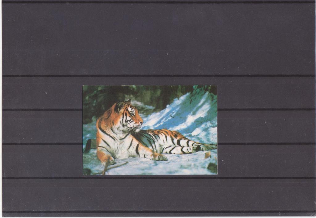 Календарик на 1989 г. Тигр