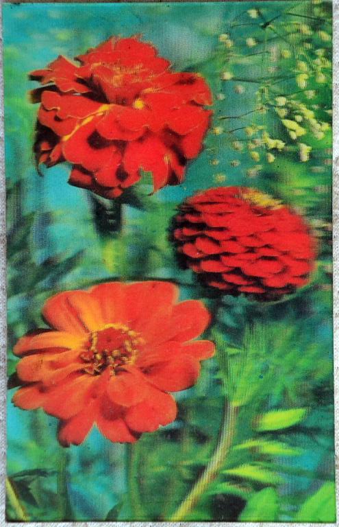 Открытка 3Д, Стереофото, Цветы, 1986г. чистая.