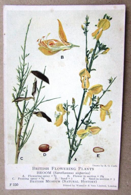 Ракитник русский рисунок