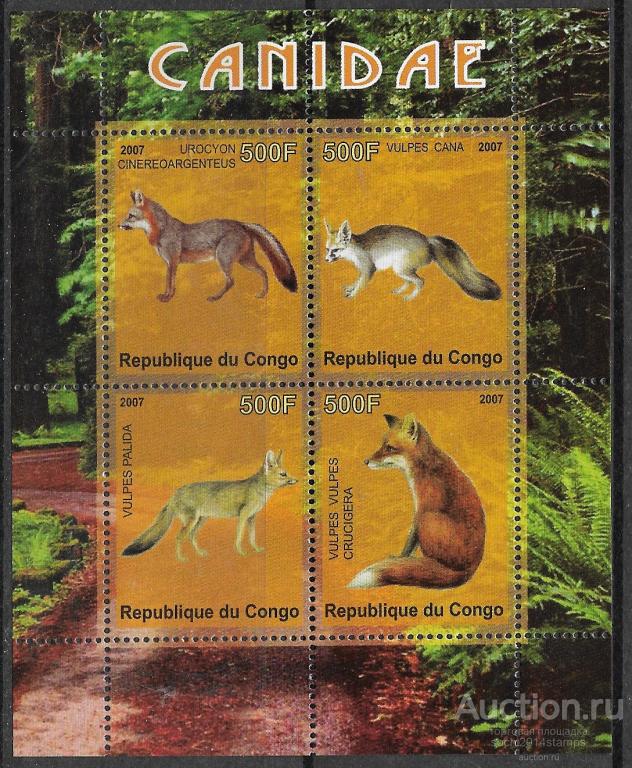 Конго. Фауна. Дикие кошки. Блок