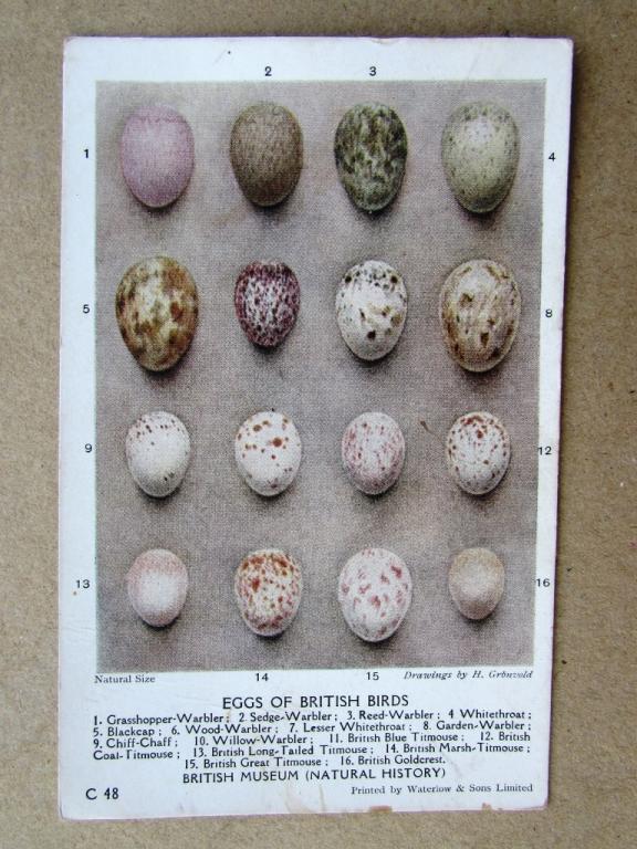 Яйца различных видов птиц Англия