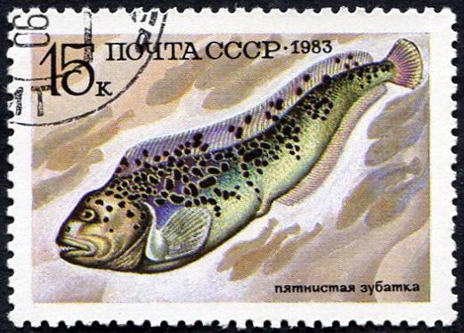 1983 г ссср фауна рыбы зубатка гаш