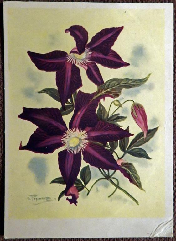 Открытка. Худ. Романов. Клематис. Цветы. 1964 год