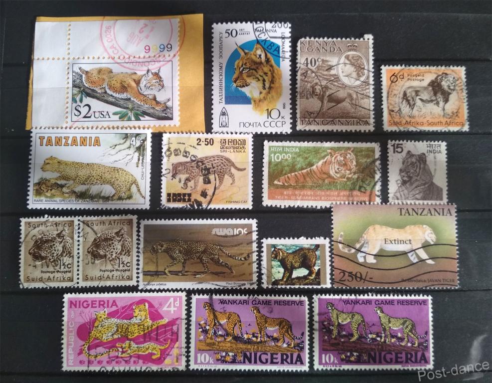 Фауна, дикие кошки. 16м гаш 