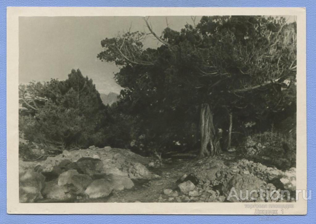 КРЫМ Роща древовидных можжевельников  изд. Турист РЕДКАЯ!!