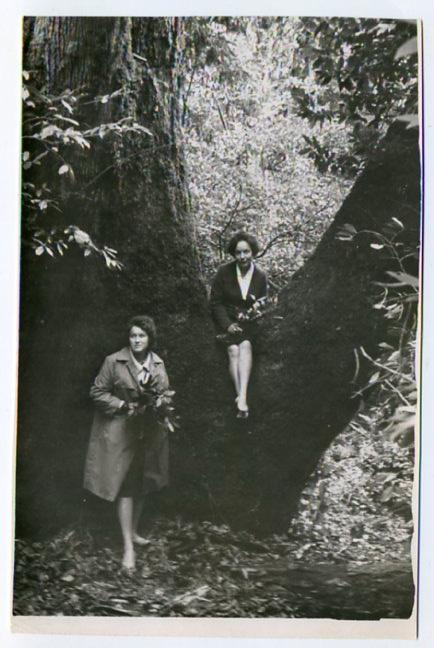 Кавказ Сочи Хоста Тиссо-Самшитовая роща 16 х 11 см