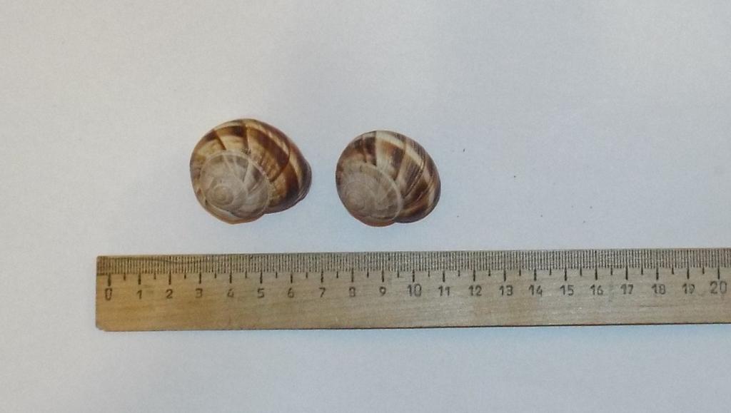 Морская раковина, ракушка  Хеликс Helix pomatia