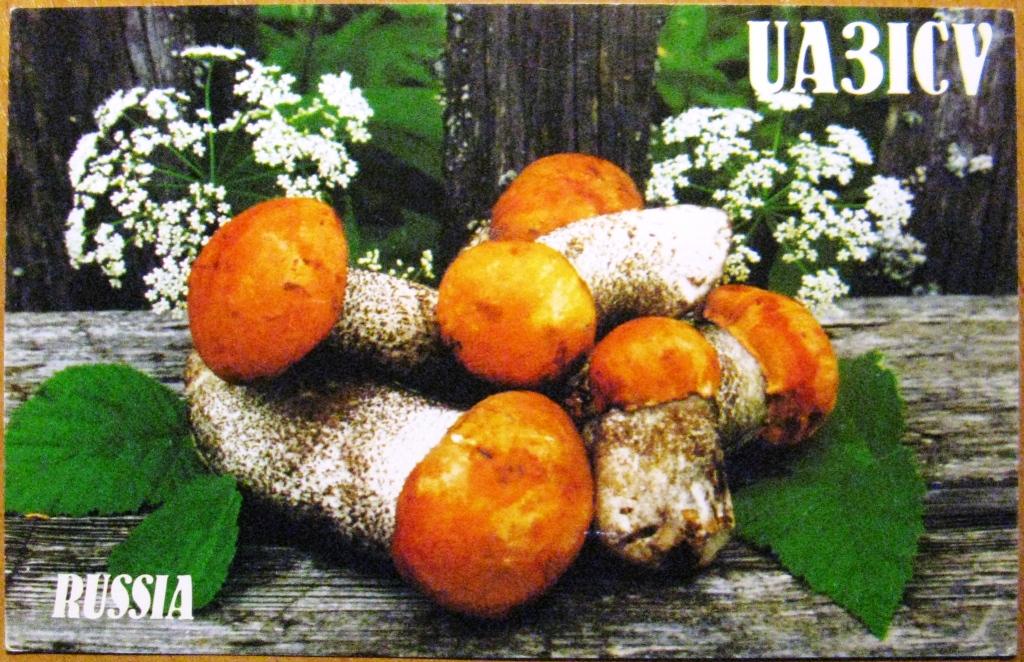 К22.692 QSL КАРТОЧКА РАДИООБМЕНА РОССИЯ УДОМЛЯ 2004 ПОДОСИНОВИК