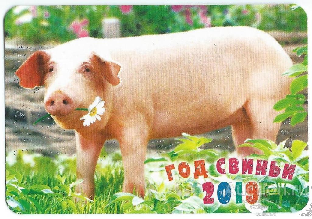 Календарь карманный. Россия.2019. Год свиньи. №13
