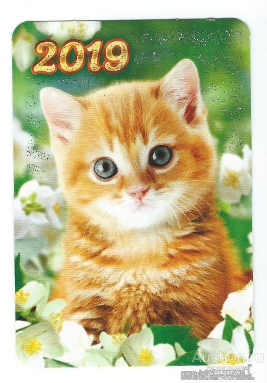 Календарь карманный. Россия.2019. Фауна. Животные. Котенок.