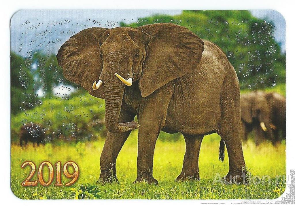 Календарь карманный. Россия.2019. Фауна. Животные. Слон.