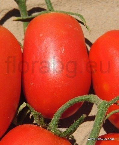 Семена томата Рио Гранде  -  Болгарские семена, 10 семян