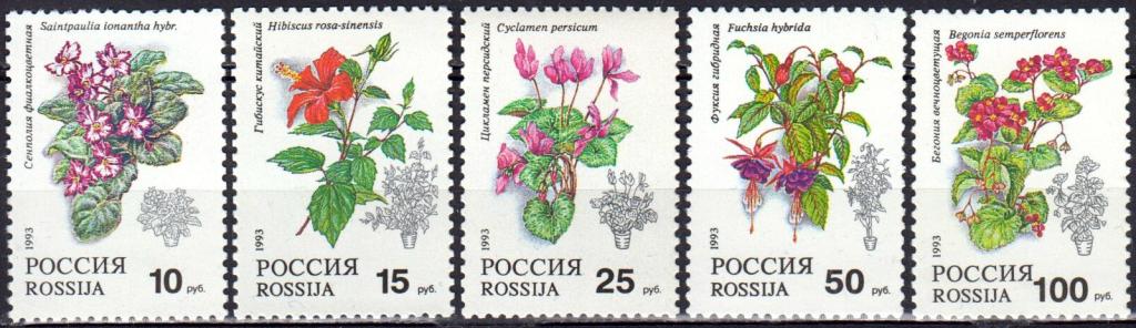 Растения 77 Интернет Магазин