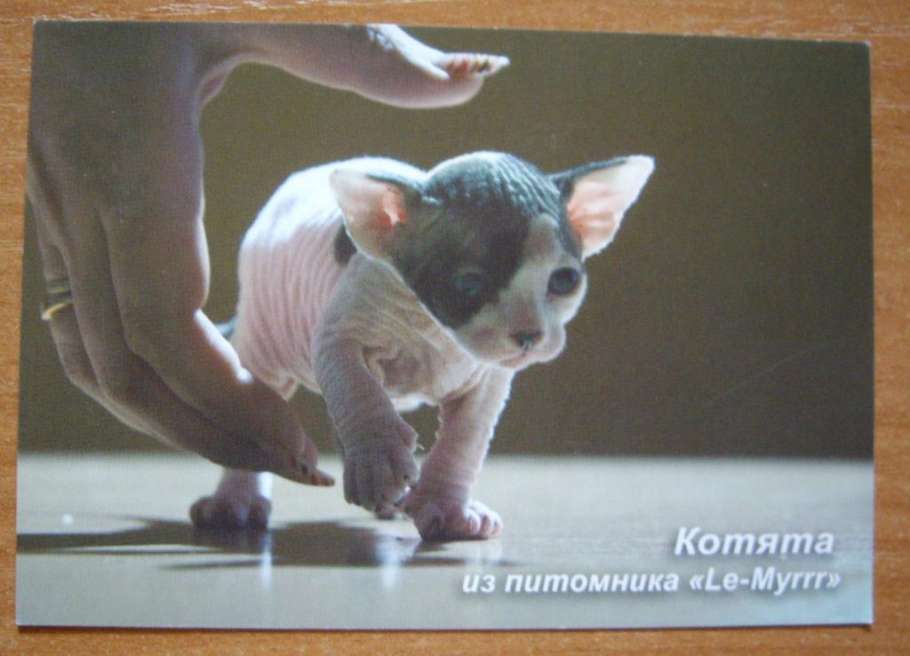 Купить Сфинкса В Красноярске Котенка Недорого