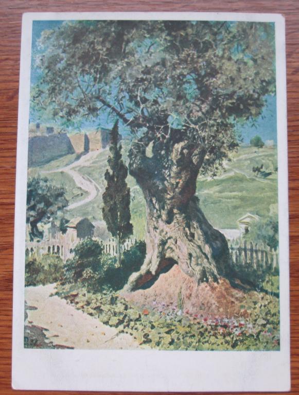 Старая Открытка Олива Художник Поленов ИЗОГИЗ 1932 Год