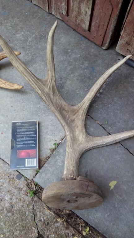 Рога лося. цена за оба. 