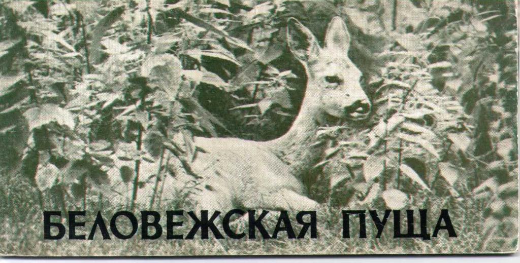 Коллекция фотооткрыток "Беловежская Пуща", Москва, 1978 год, т:100 000 экз., 7 шт.