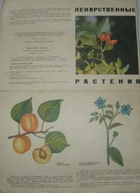 Лекарственные растения. Наглядное пособие-определитель. Выпуск 6. Ольхович В.М. 1977 г.