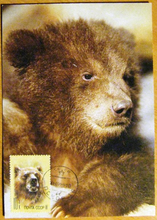 К05-171 КМ КАРТМАКСИМУМ МЕДВЕДЬ