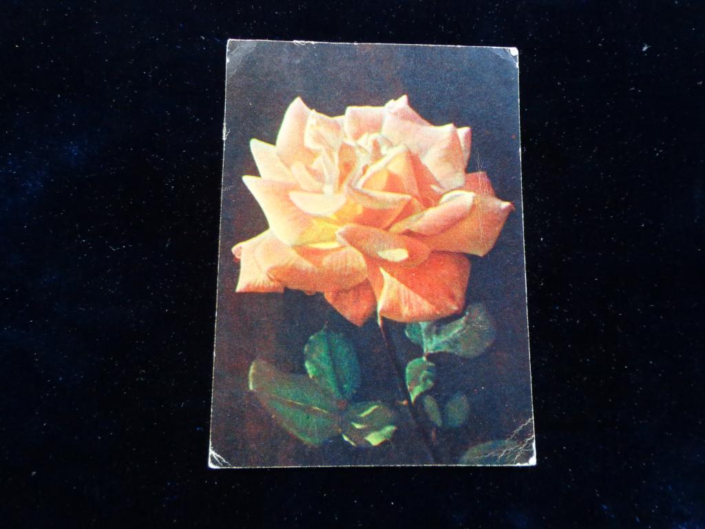 Открытка   Цветы  1959 г. т. 600 000 экз.  подписана