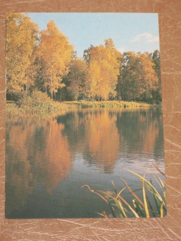 ПРИРОДА Золотая очень пейзаж 1986 г. березы озеро чистая