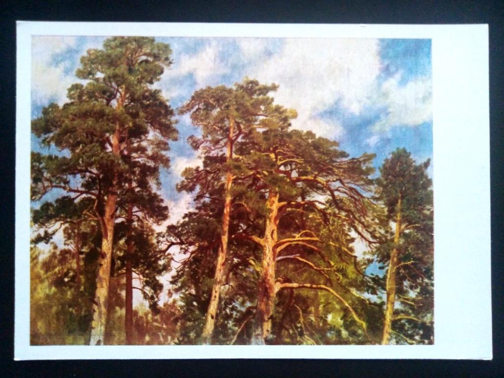 Живопись. 1968 Худ. Шишкин Верхушки сосен