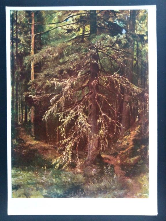 Живопись. 1968 Худ. Шишкин Ель