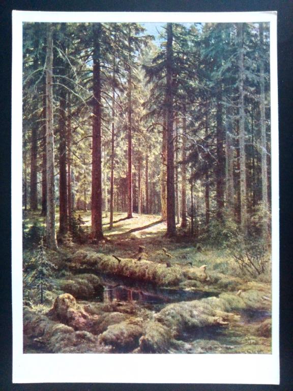 Живопись. 1968 Худ. Шишкин Хвойный лес. Солнечный день