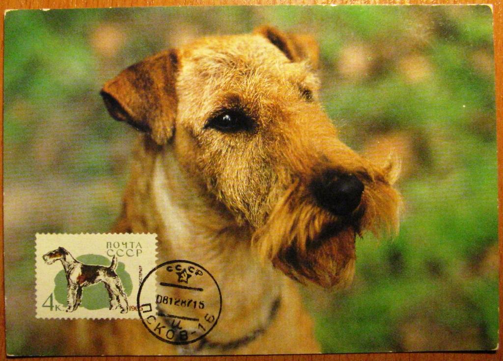 К05-321 КМ КАРТМАКСИМУМ СОБАКА ИРЛАНДСКИЙ ТЕРЬЕР