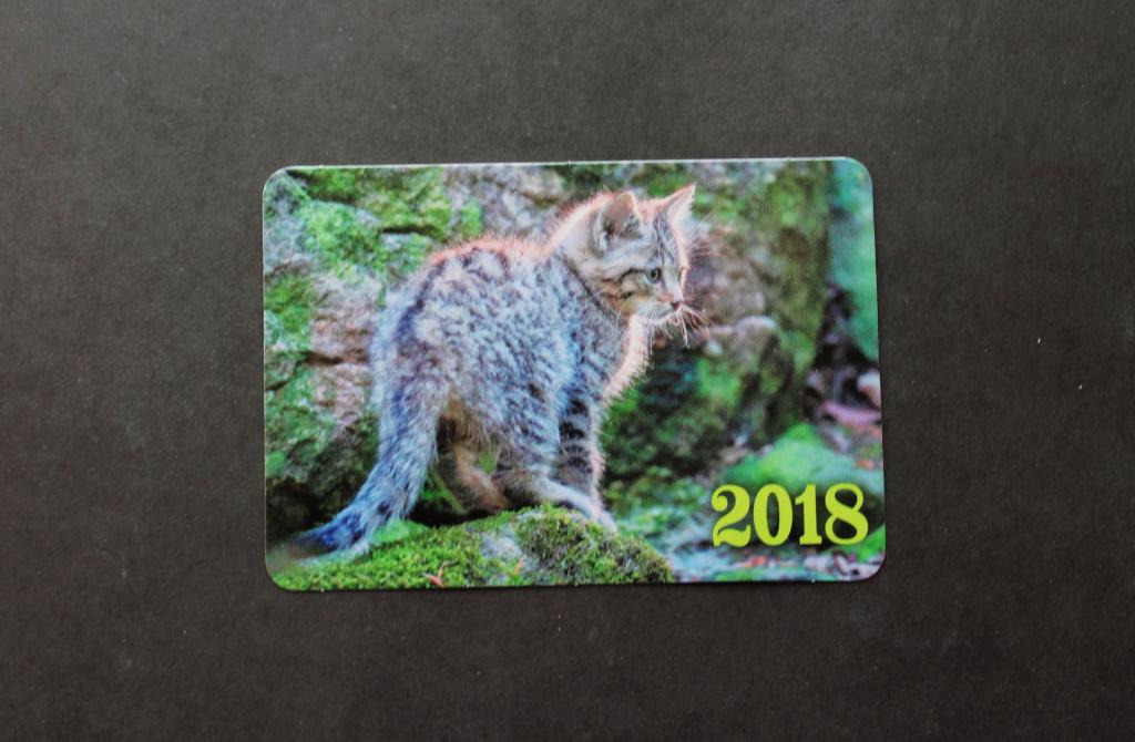 Кот. Котенок. 2018 год. Карманный календарь. #4502.