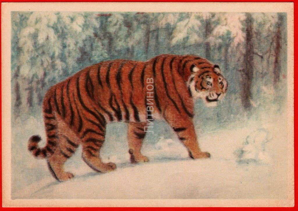 Уссурийский тигр биологический прогресс. Ватагин тигр. Ватагин Туранский тигр. Ватагин тигр персидский.