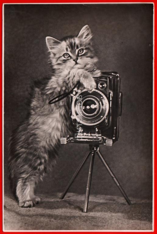 Котик с фотоаппаратом рисунок