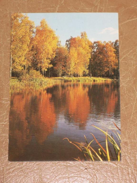 ПЕЙЗАЖ Золотая Осень природа березы озеро фото Дацкевича 1988 г. чистая