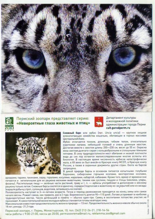 Пермь зоопарк Невероятные глаза животных Снежный барс реклама -к