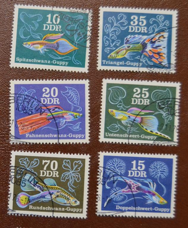 ГДР 1976 год Фауна Аквариумные рыбки-Гуппи Полная серия  СТО