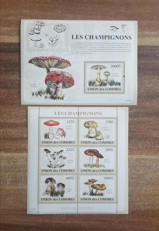 Коморские острова. 2009. Флора. Грибы