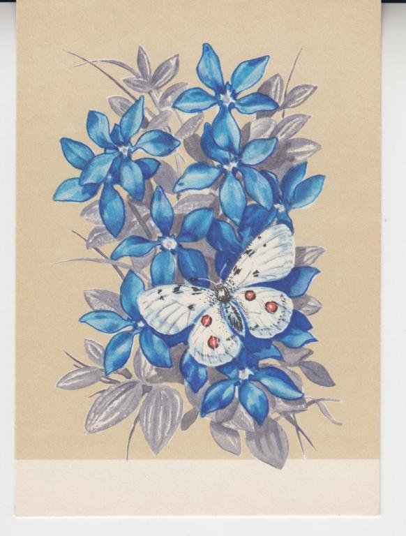 ЖИВОПИСЬ. Художник В. Колганов. ЦВЕТЫ. БАБОЧКА. Чистая, 1970г.