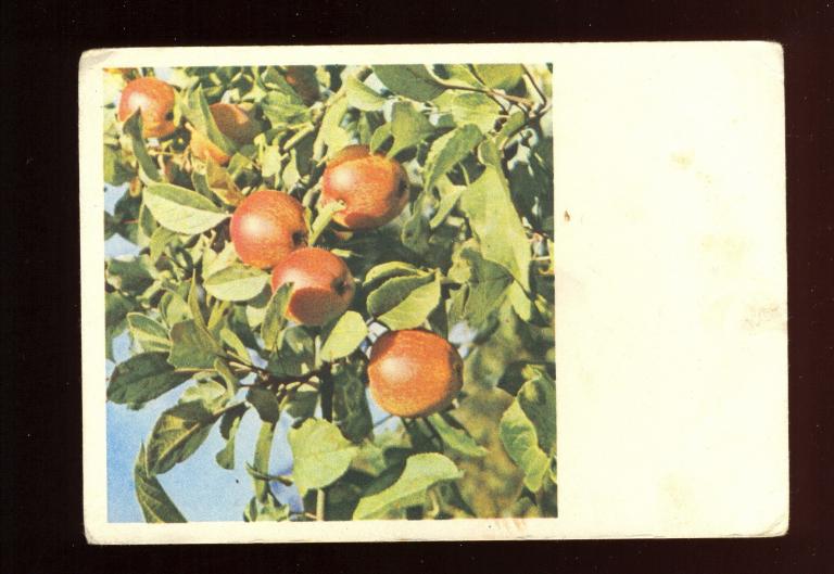 Открытка - 1963 год, "Яблоки"  Фото В. Муравьева (031)