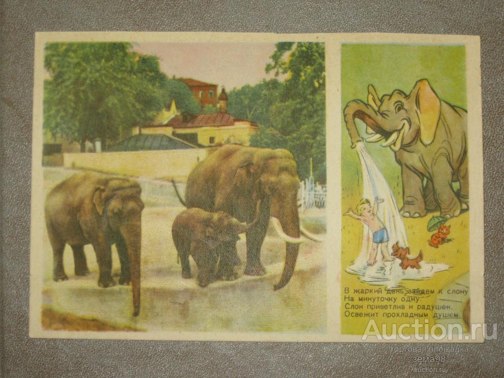 Открытка "Слон". Б.Степанцев. 1955 год. Чистая.