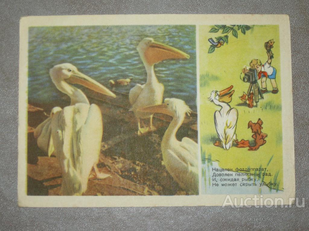 Открытка "Пеликан". Р.Кочанов. 1955 год. Чистая.
